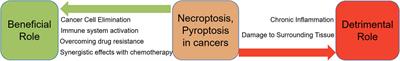 Dual roles of inflammatory programmed cell death in cancer: insights into pyroptosis and necroptosis